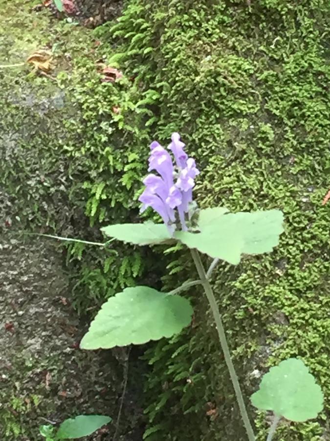 Gallery Nozawa Inn Kyoto Eksteriør billede