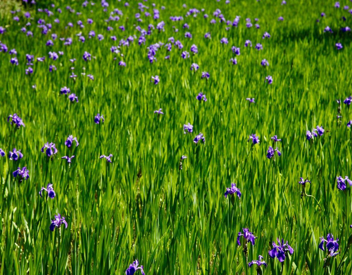 Gallery Nozawa Inn Kyoto Eksteriør billede